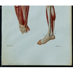 1852 - Plexus lombaire & nerf crural 