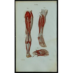 1852 - Nerfs complets du membre inférieur 