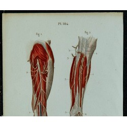 1852 - Nerfs complets du membre inférieur 