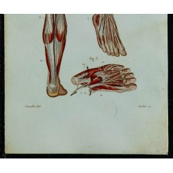 1852 - Nerfs complets du membre inférieur 