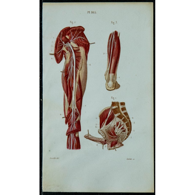 1852 - Plexus sacré & nerf sciatique 