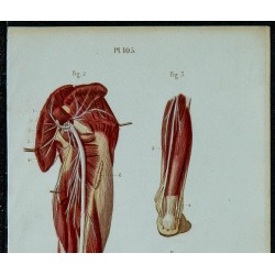 1852 - Plexus sacré & nerf sciatique 