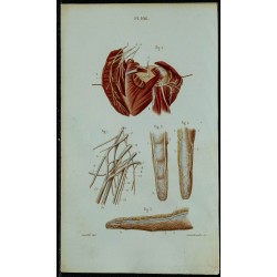 1852 - Plexus brachial et doigts 