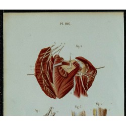 1852 - Plexus brachial et doigts 