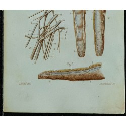 1852 - Plexus brachial et doigts 