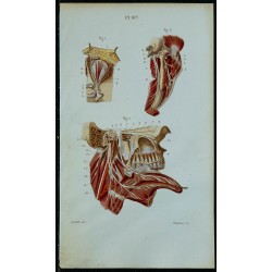 1852 - Nerf trijumeau & glosso-pharyngien 