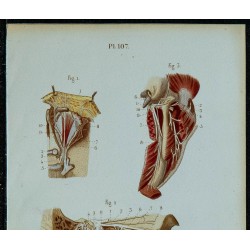 1852 - Nerf trijumeau & glosso-pharyngien 