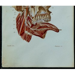 1852 - Nerf trijumeau & glosso-pharyngien 