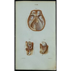 1852 - Nerfs des yeux et crâniens 