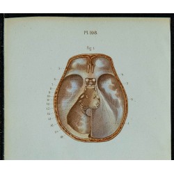 1852 - Nerfs des yeux et crâniens 