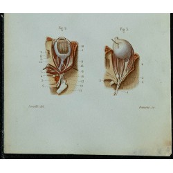 1852 - Nerfs des yeux et crâniens 