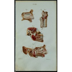 1852 - Nerf olfactif trijumeau 
