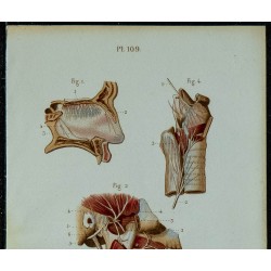 1852 - Nerf olfactif trijumeau 