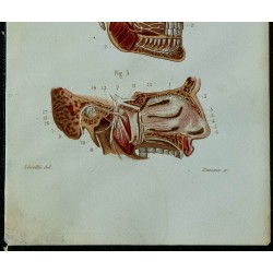 1852 - Nerf olfactif trijumeau 