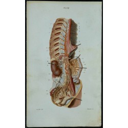 1852 - Nerf Grand sympathique 