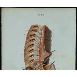 1852 - Nerf Grand sympathique 