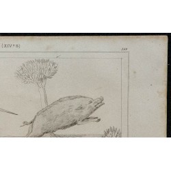 1844 - Chasse au sanglier par Gaston Phébus 