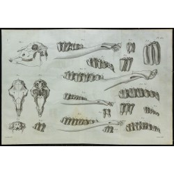 1836 - Crâne et mâchoires de mouton 
