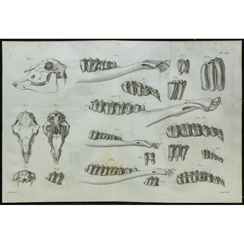 1836 - Crâne et mâchoires de mouton 1836 - Crâne et mâchoires de mouton