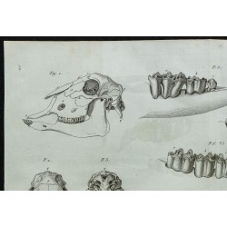 1836 - Crâne et mâchoires de mouton 