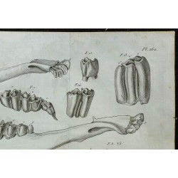 1836 - Crâne et mâchoires de mouton 