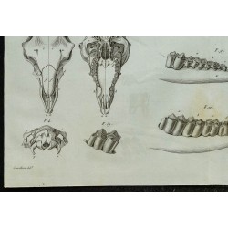 1836 - Crâne et mâchoires de mouton 