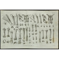 1836 - Os du bœuf et du cerf 