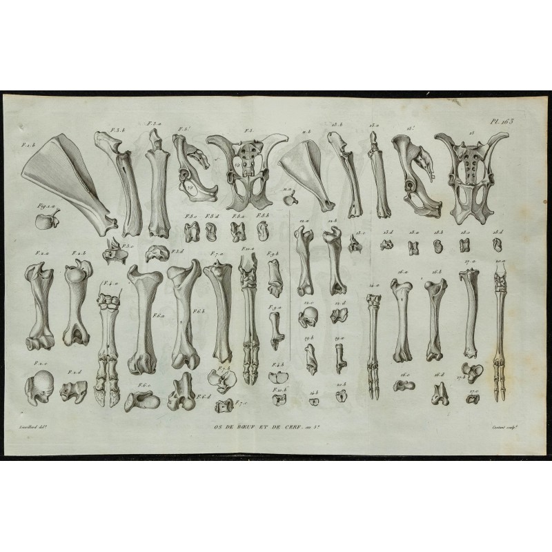 1836 - Os du bœuf et du cerf 1836 - Os du bœuf et du cerf