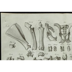 1836 - Os du bœuf et du cerf 