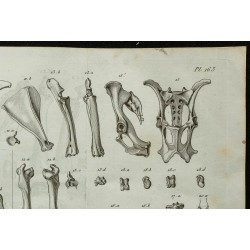 1836 - Os du bœuf et du cerf 