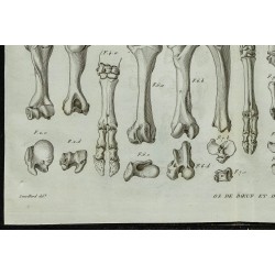 1836 - Os du bœuf et du cerf 