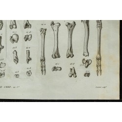 1836 - Os du bœuf et du cerf 