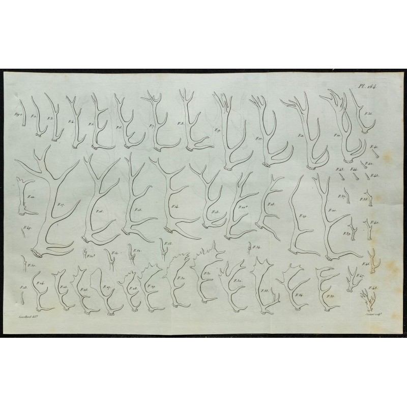 1836 - Bois de cervidés 1836 - Bois de cervidés