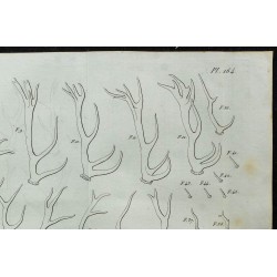 1836 - Bois de cervidés 