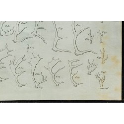 1836 - Bois de cervidés 