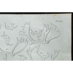 1836 - Bois de renne et élan 