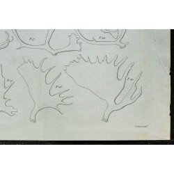 1836 - Bois de renne et élan 