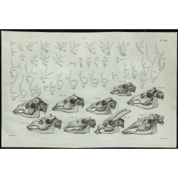 1836 - Bois et crânes de cervidés 