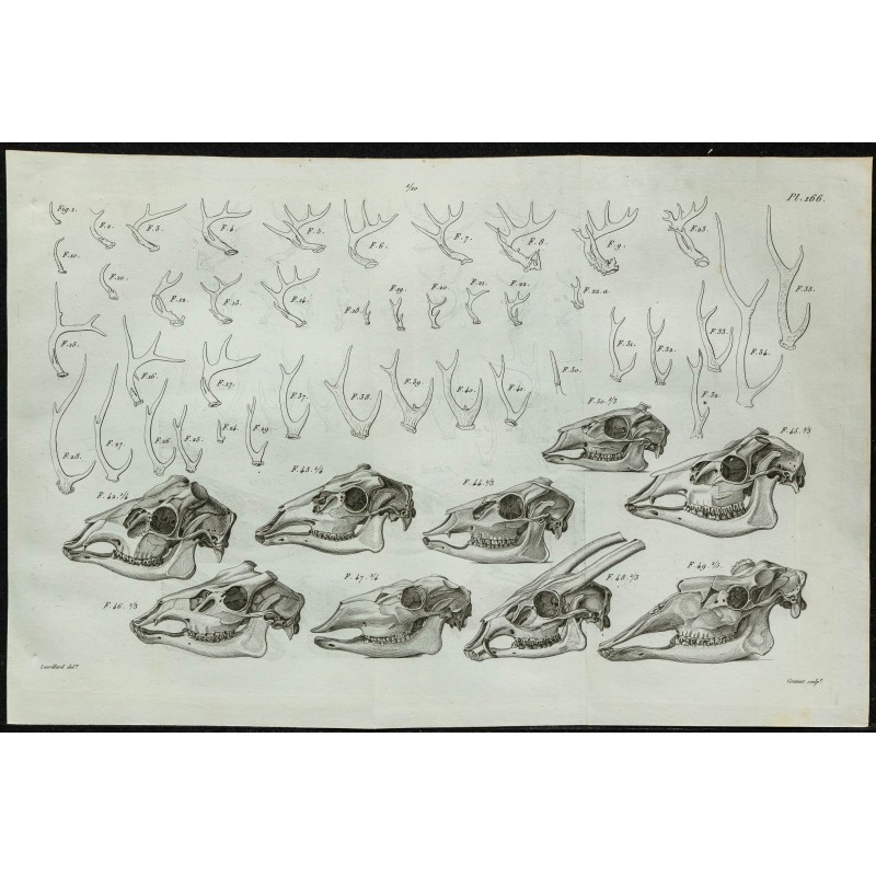 1836 - Bois et crânes de cervidés 1836 - Bois et crânes de cervidés