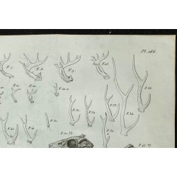 1836 - Bois et crânes de cervidés 