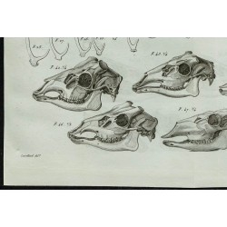1836 - Bois et crânes de cervidés 