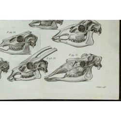 1836 - Bois et crânes de cervidés 