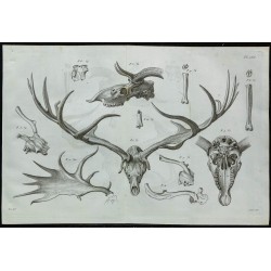 1836 - Crânes et bois de cerfs fossiles 