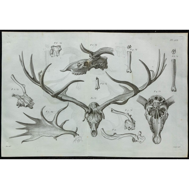 1836 - Crânes et bois de cerfs fossiles 1836 - Crânes et bois de cerfs fossiles