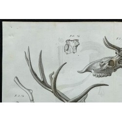 1836 - Crânes et bois de cerfs fossiles 