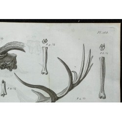 1836 - Crânes et bois de cerfs fossiles 