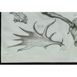 1836 - Crânes et bois de cerfs fossiles 