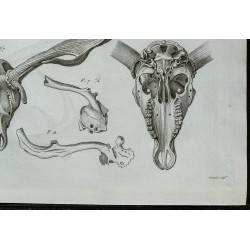 1836 - Crânes et bois de cerfs fossiles 