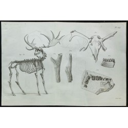 1836 - Squelette et crâne de cerf fossile 
