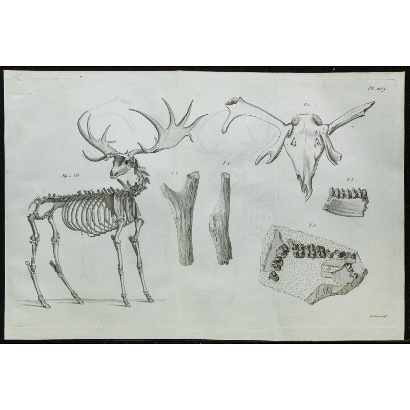 1836 - Squelette et crâne de cerf fossile 1836 - Squelette et crâne de cerf fossile